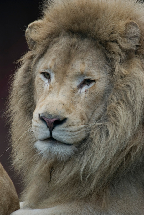 Koning van de Jungle