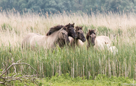 De nieuwe wildernis.