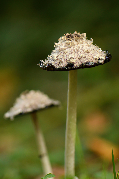 herfst