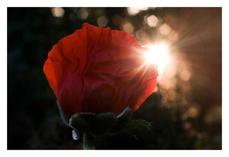 flowers and sunlight