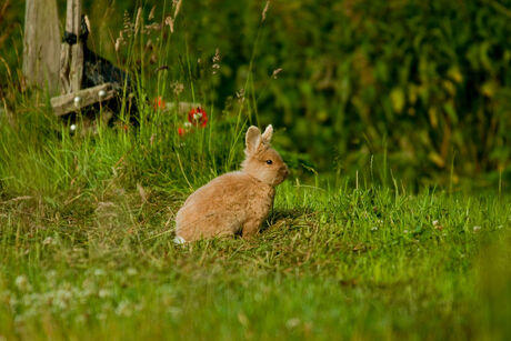 wat lief