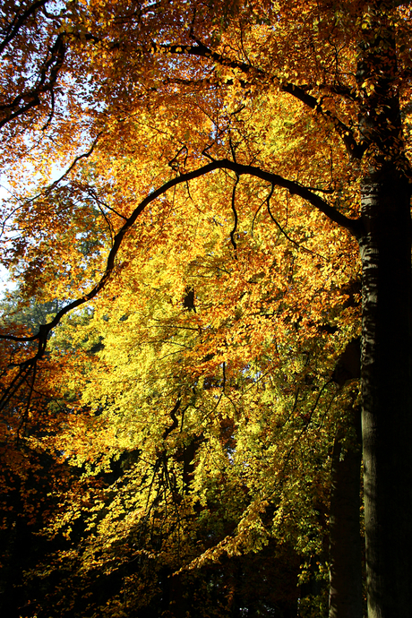 Wandeling kasteel Heeswijk