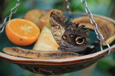 Beschadigde vlinder eet van fruit
