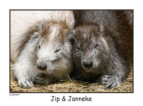 Jip & Janneke