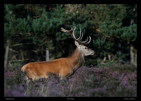 Red Deer 2