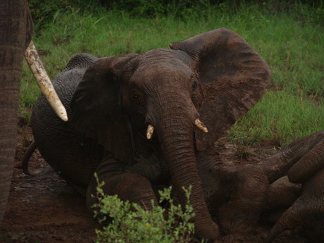 Olifant Tanzania