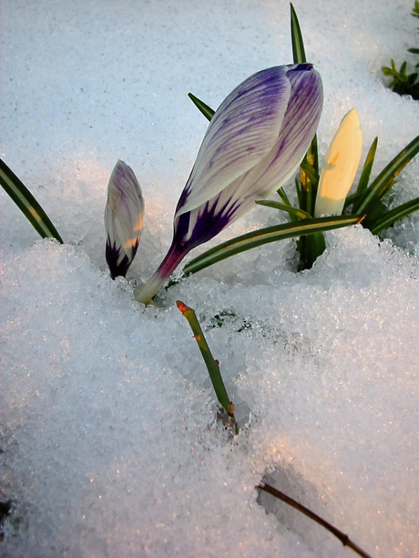 Ontluikende crocus in avondzon