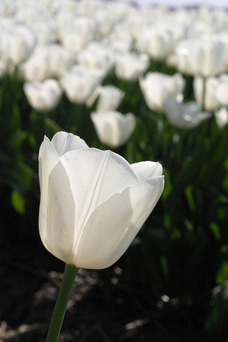 Zijde Witte Tulpen