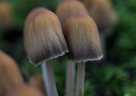 Paddenstoelen f/2.8