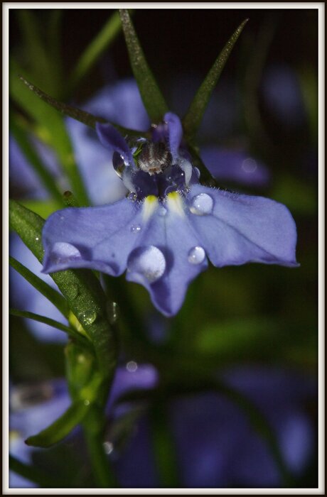 Lobelia met grote waterdruppel