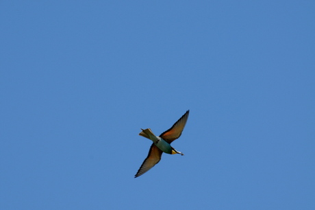 Bee eater 2/4