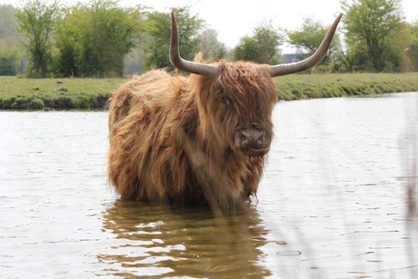 Schotse Hooglander in water