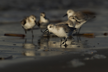 Drieteenstrandlopers