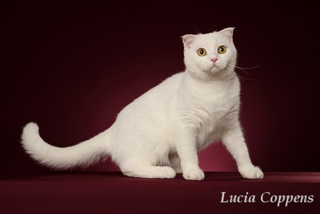 Lucia2