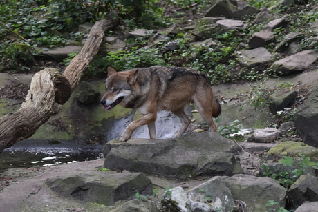 Ouwehands Dierenpark