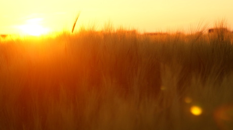 Sunset Wheat II
