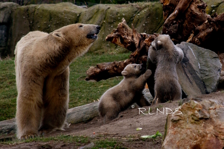 Familie IJsbeer