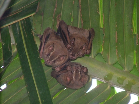 vleermuizen onder palmboom