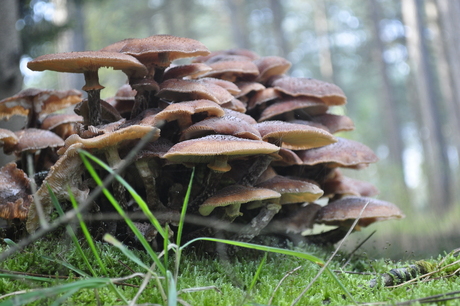 Paddenstoelen.