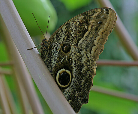 vlinder Caligo Memnon.
