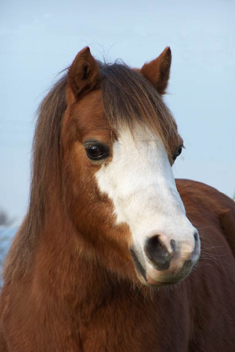 Welsh pony