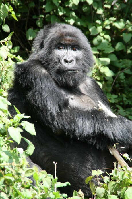 Gorillatocht in Rwanda