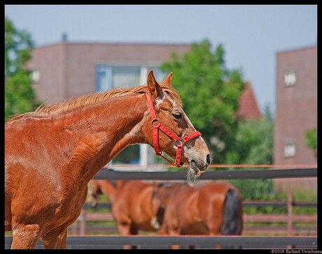 Paard