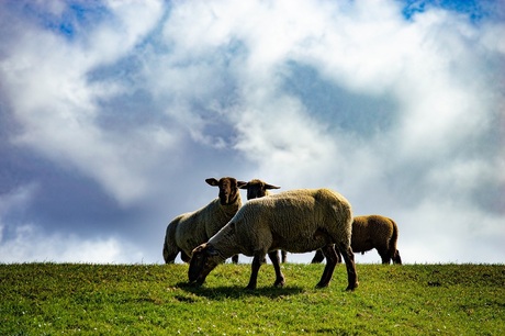Duitse schapen