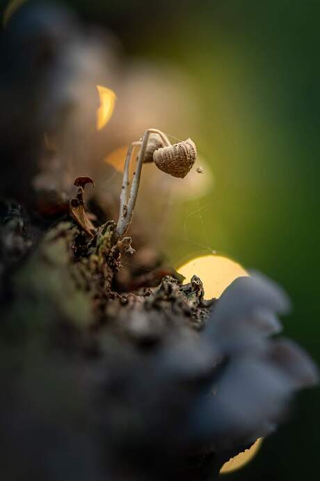 Herfst paddenstoelen