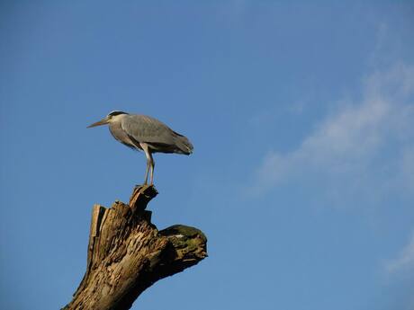 Reiger