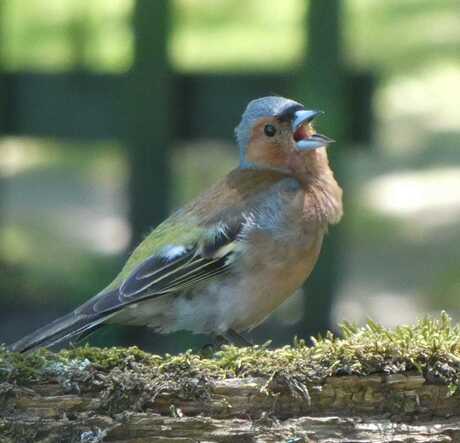 Vink in Vasse