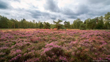 Bloeiende heide