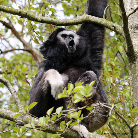 Gibbon