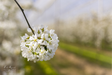 Kersenbloesems