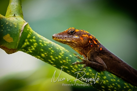 Anolis reptiel