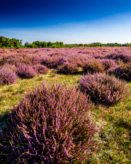 Heidekoorts in Zeeland. 