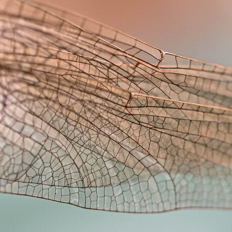 Libelle 