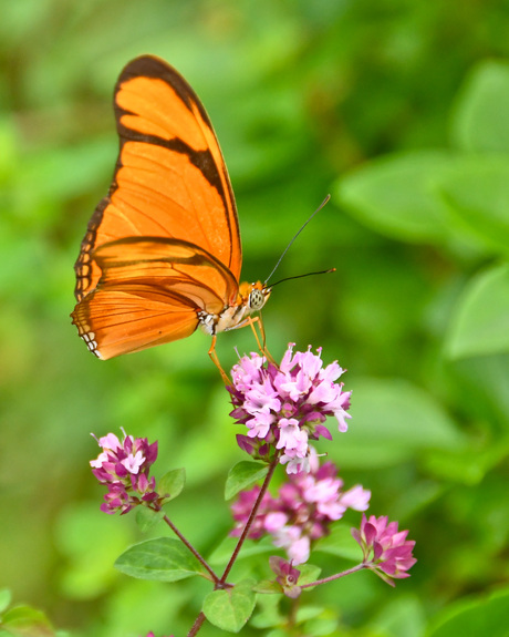 Oranje passiebloem vlinder