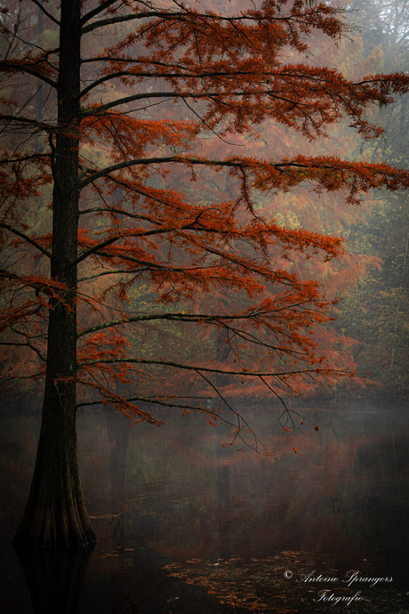 Herfstkleuren