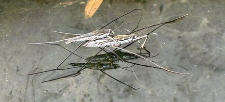 Duo schaatsenrijders 