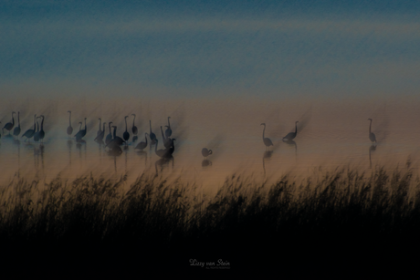 Flamingo's op weg naar avondrust