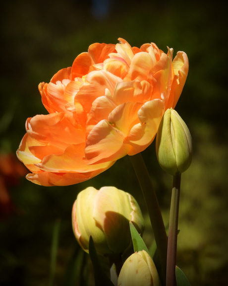 Alles kleurt oranje!!