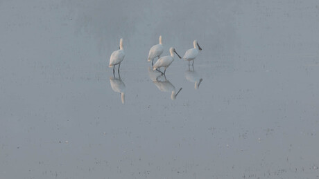 Lepelaars in de mist.