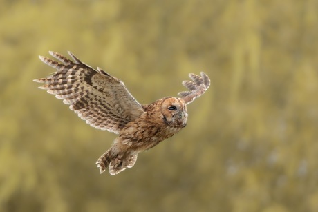 Bosuil in vlucht
