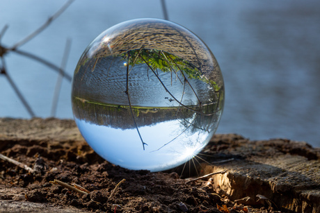 Vijver in het Haagse Bos