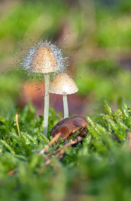 Mycena