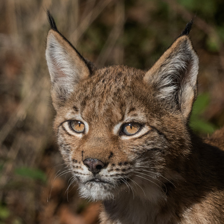 Dierenportret: de lynx