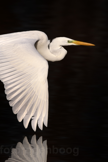 Grote zilverreiger