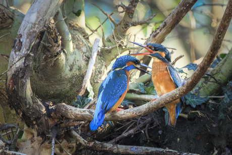 Fam ijsvogel