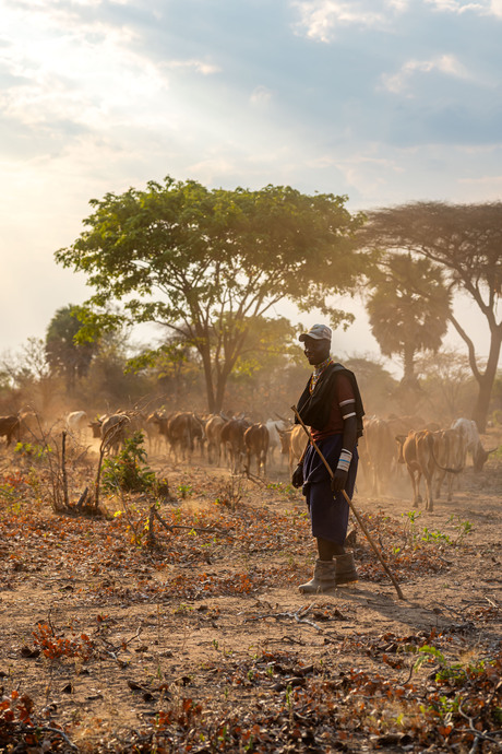 Maasai Herder
